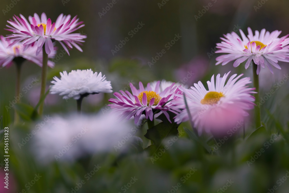 A closeup shot of a chamomile blooming flowers by spring day A closeup shot of a chamomile blooming flowers by spring day