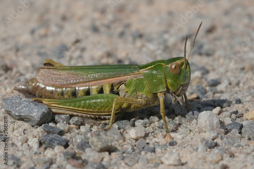 Closeup on the European Common green grasshopper Omocestes viridulus sitting on stone