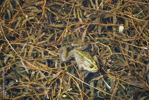 Frosch
