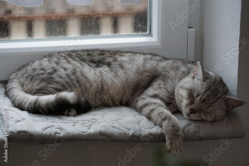 Cat / Katze