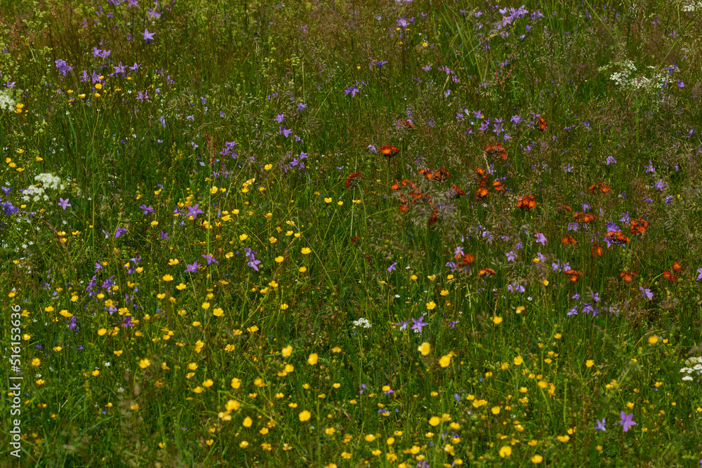 Blumenwiese im Sommer auf dem Erzgebirgskamm