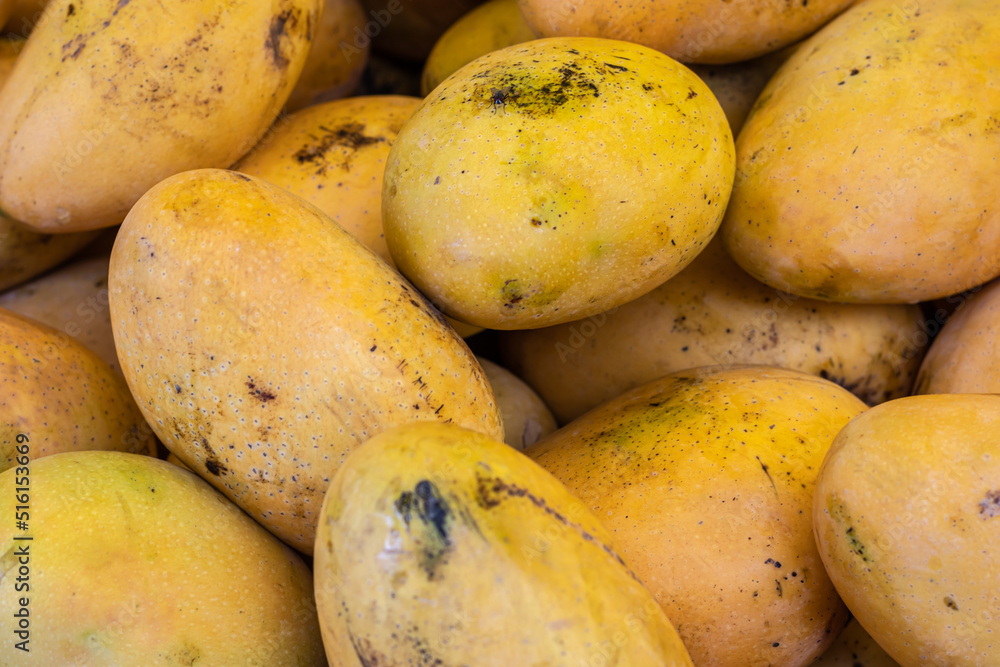fresh organic testy mangoes from farm close up from different angle fresh organic testy mangoes from farm close up from different angle