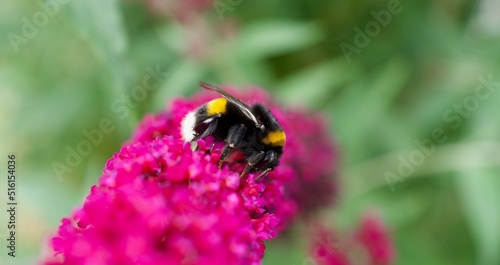 bumblebee on flower © Turner