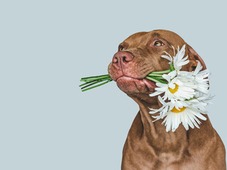 Lovable, pretty brown puppy and bright flowers. Closeup, indoors. Studio shot. Congratulations for family, relatives, loved ones, friends and colleagues. Pets care concept