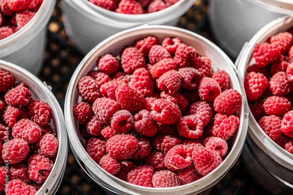 Raspberry harvest. Lots of raspberries in a bucket. Raspberry harvest. Lots of raspberries in a bucket.