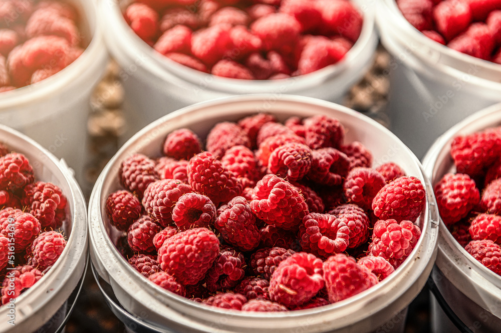 Raspberry harvest. Lots of raspberries in a bucket. Raspberry harvest. Lots of raspberries in a bucket.