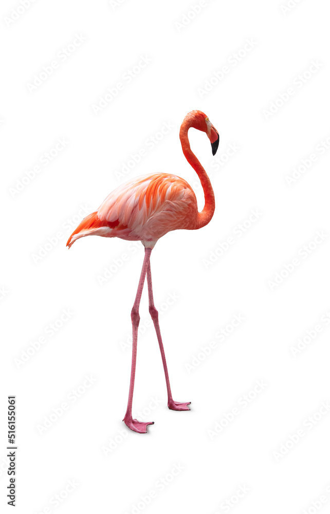 Obraz premium Pink flamingo isolated on white.