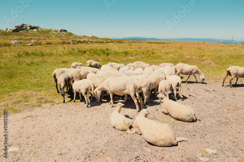 Moutons de Pierre-sur-Haute