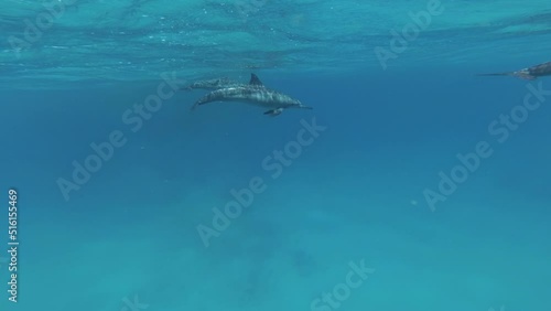 Wallpaper Mural Inhabitants of the Red Sea Torontodigital.ca