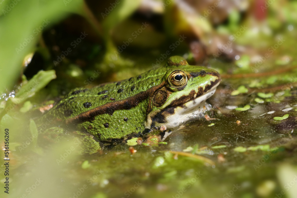 ein grüner wasserfrosch sitzt im wasser gut getarnt zwischen pflanzen und algern, rana und oder polyphylax esculenta ein grüner wasserfrosch sitzt im wasser gut getarnt zwischen pflanzen und algern, rana und oder polyphylax esculenta