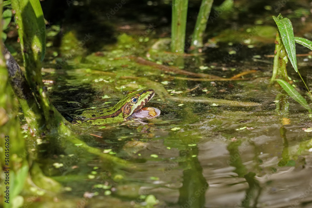 Fototapeta premium ein grüner wasserfrosch schwimmt im wasser und fängt mit der zunge einen wurm, rana und oder polyphylax esculenta