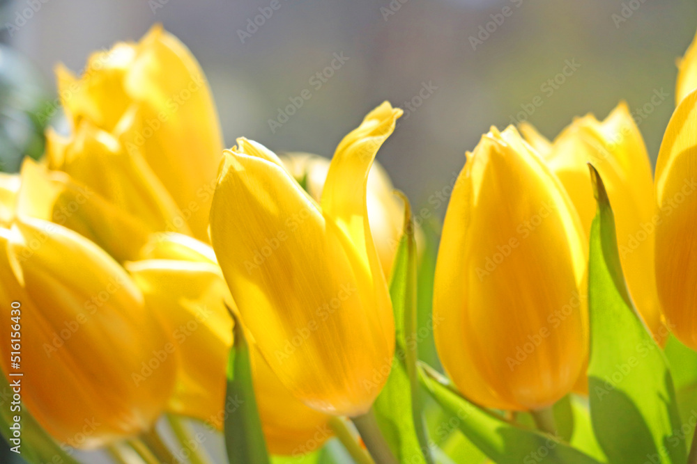 Yellow flowering tulips in a bouquet on the table. Yellow flowering tulips in a bouquet on the table.
