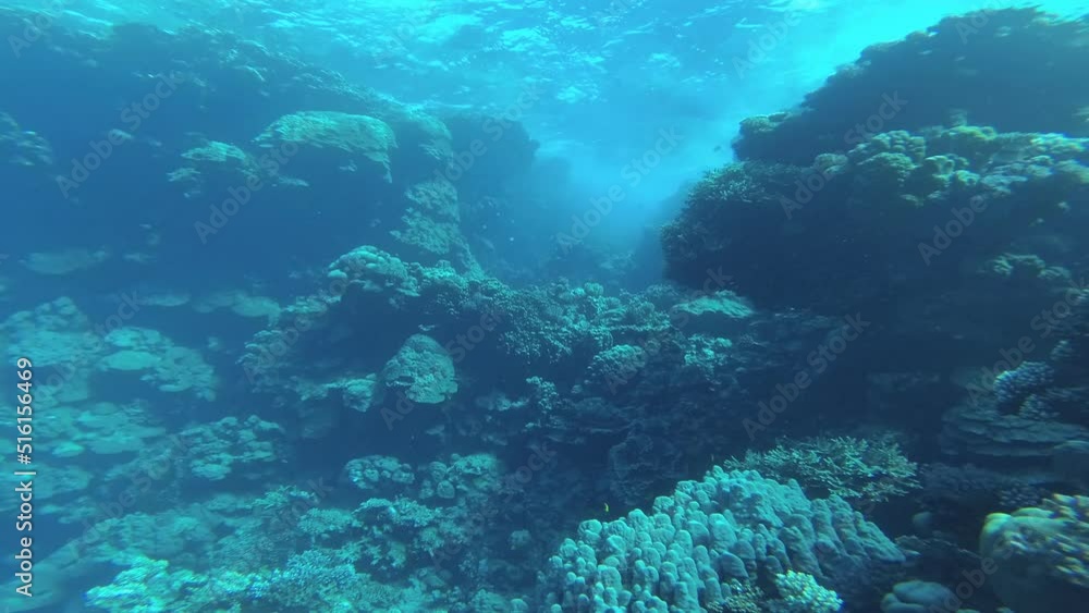 Underwater world of the Red Sea Underwater world of the Red Sea