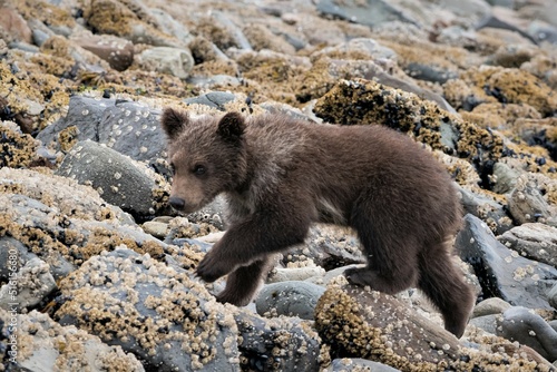  junger, niedlicher,  etwa vier Monate alter Grizzlybär - Die im Frühjahr geborenen Bärenjungen werden als Spring Cubs bezeichnet photo