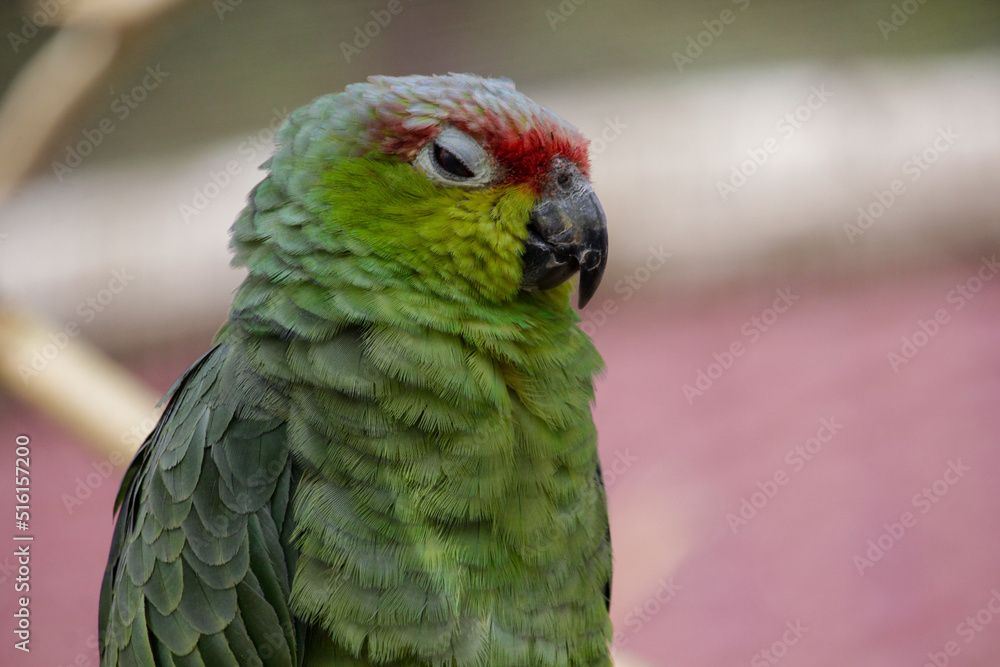 Red-crowned Parrot (Amazona viridigenalis) bird. High quality photo