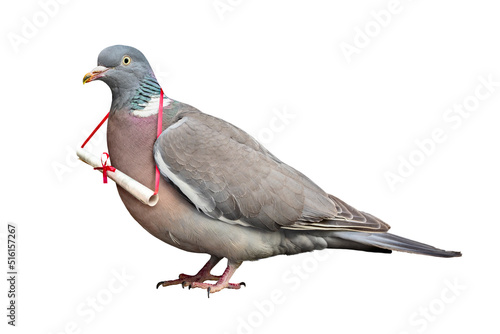 Fototapeta Carrier pigeon carrying and delivering mail message