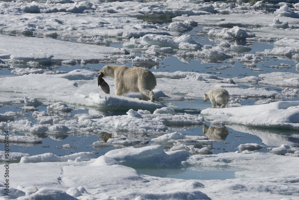 Female Polar bear (Ursus maritimus) with two cubs hunting dragging a dead ringed seal, Pusa hispida, Phoca hispida), Svalbard Archipelago, Barents Sea, Norway Female Polar bear (Ursus maritimus) with two cubs hunting dragging a dead ringed seal, Pusa hispida, Phoca hispida), Svalbard Archipelago, Barents Sea, Norway