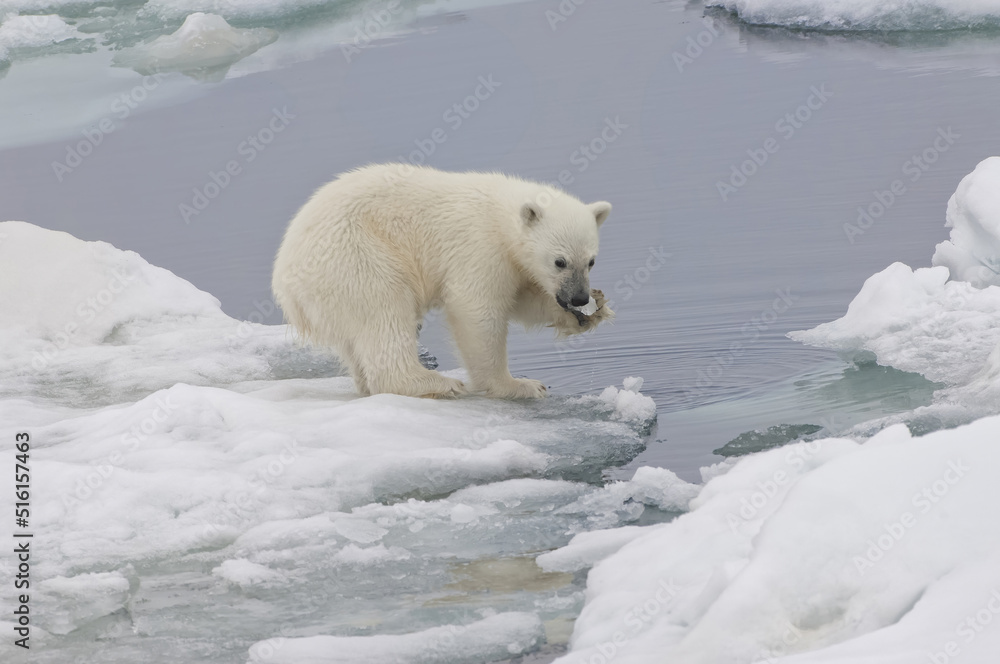 Fototapeta premium Polar bear cub (Ursus maritimus) playing with a piece of ice, Svalbard Archipelago, Barents Sea, Norway