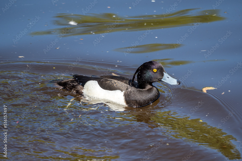 Obraz premium duck in water