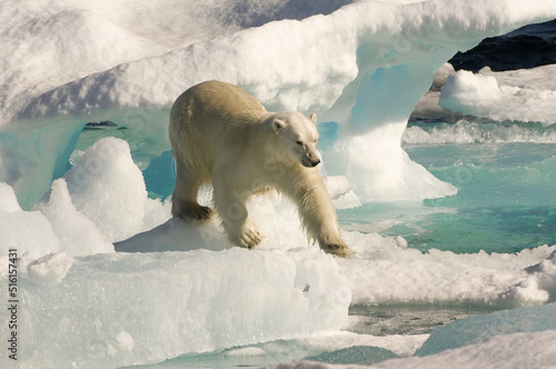 Polar Bear (Ursus maritimus) on floating ice, Davis Strait, Nunavut, Canada photo