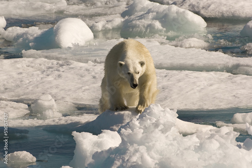 Polar Bear (Ursus maritimus), Davis Strait, Nunavut, Canada photo