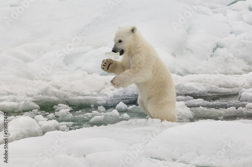Polar bear cub (Ursus maritimus) with a piece of ice in its mouth, Svalbard Archipelago, Barents Sea, Norway