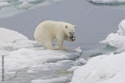 Polar bear cub (Ursus maritimus) playing with a piece of ice, Svalbard Archipelago, Barents Sea, Norway