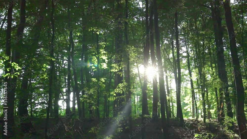 Beautiful sunrise sun in sunny spring forest. Sunlight sunbeams through woods in forest landscape. Beautiful sunrise sun in sunny spring forest. Sunlight sunbeams through woods in forest landscape.