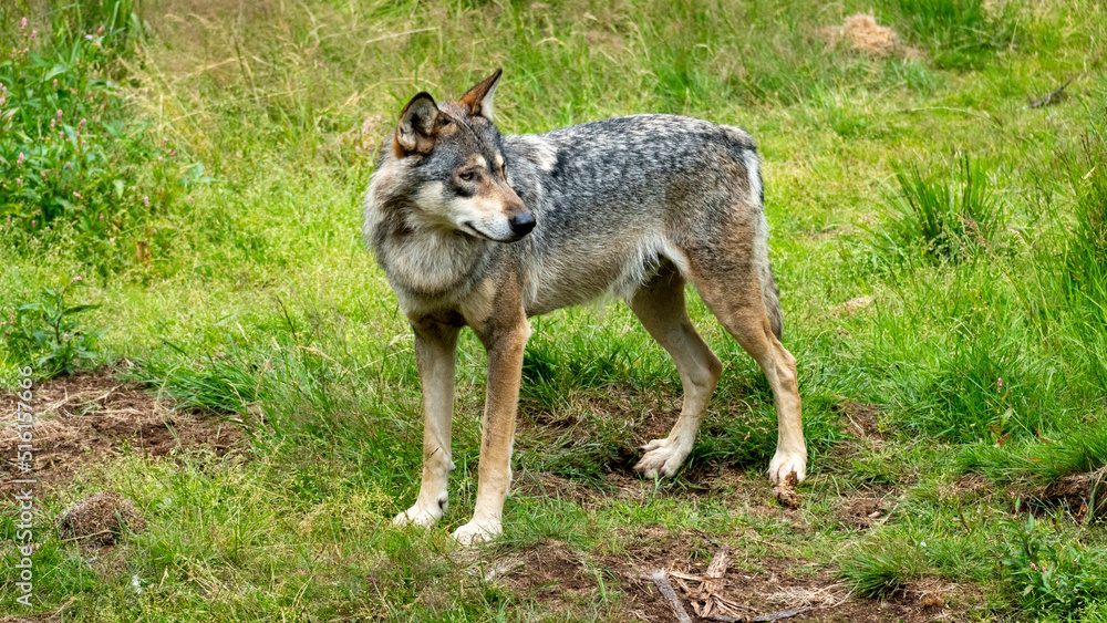 Wolf looking to the right on green grass