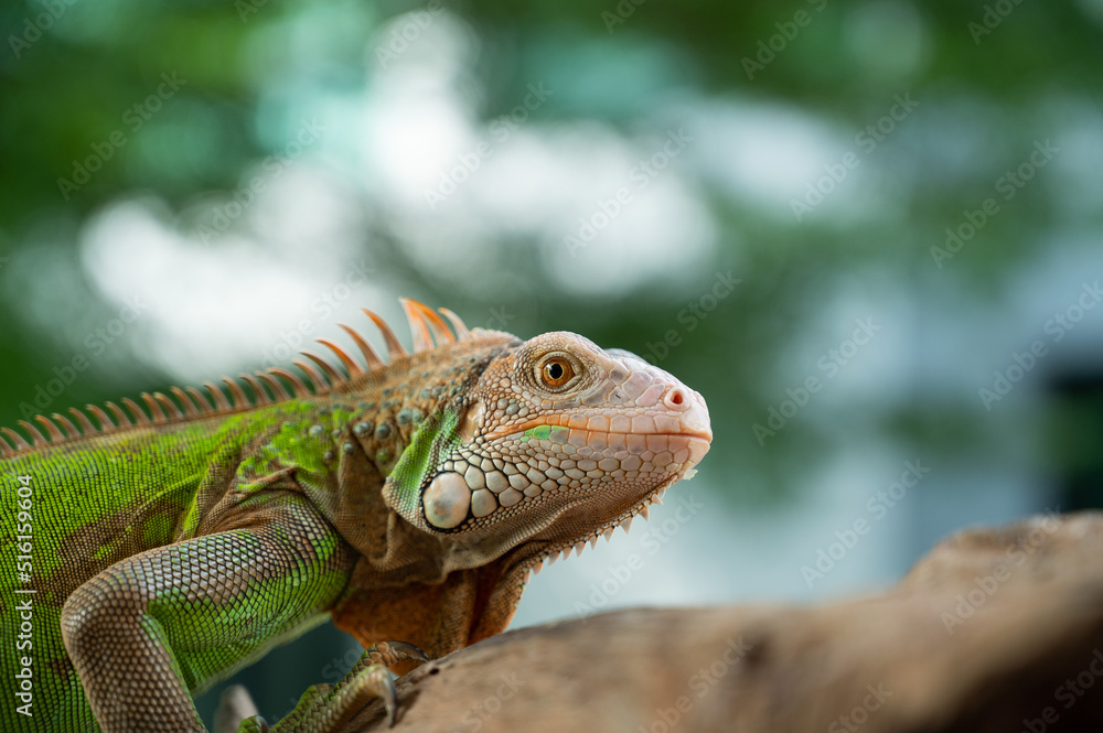 lizard, animal, green lizard with blur background lizard, animal, green lizard with blur background