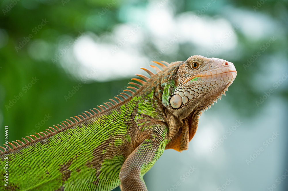 Fototapeta premium lizard, animal, green lizard with blur background