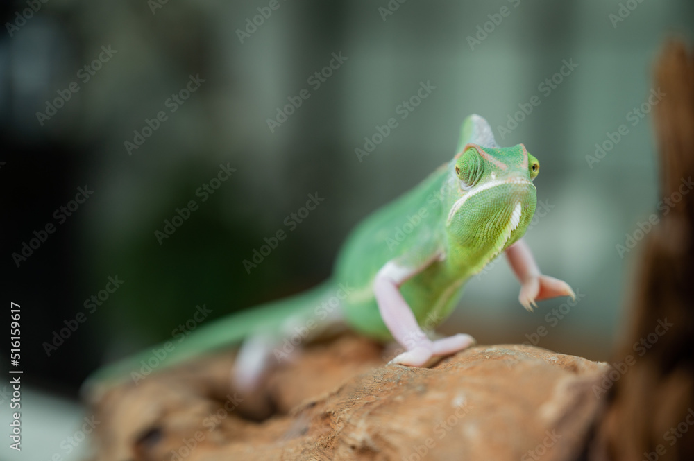 Fototapeta premium lizard, chameleon with blur background
