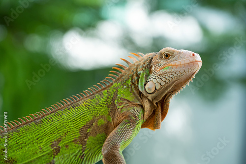 lizard  animal  green lizard with blur background