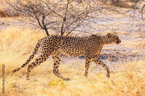 Gepard (Acinonyx jubatus) im Etosha Park