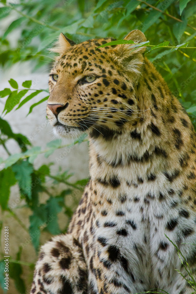 Fototapeta premium Nordchinesischer Leopard (Panthera pardus japonensis)