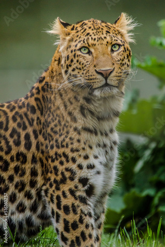 Nordchinesischer Leopard (Panthera pardus japonensis)