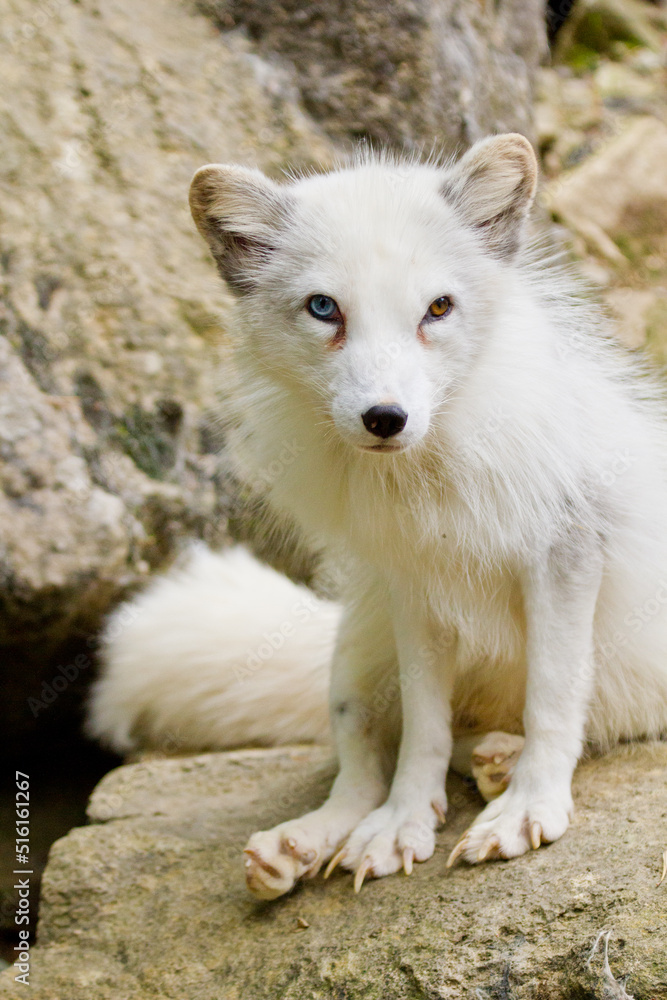 Polarfuchs oder Eisfuchs (Alopex lagopus) Polarfuchs oder Eisfuchs (Alopex lagopus)