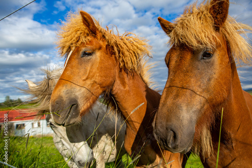 Cute horses on an Icelandic plain.