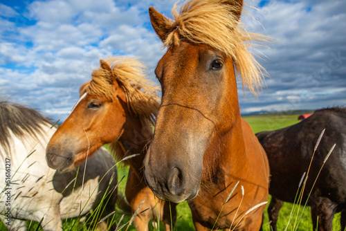 Fototapeta Naklejka Na Ścianę i Meble -  Cute horses on an Icelandic plain.