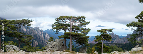 Magnificent Mediterranean Pin trees with Aiguilles de Bavella on the background, Zonza, Corsica, France. photo