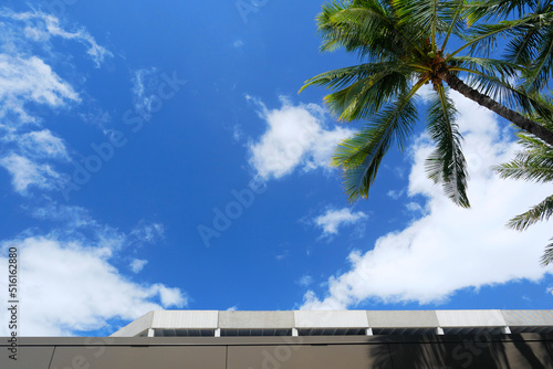 ハワイ、オアフ島、ホノルル国際空港の椰子の木 photo