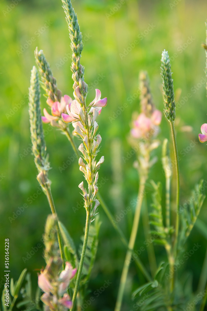 Onobrychis viciifolia or common sainfoin or esparcet flowering in a field