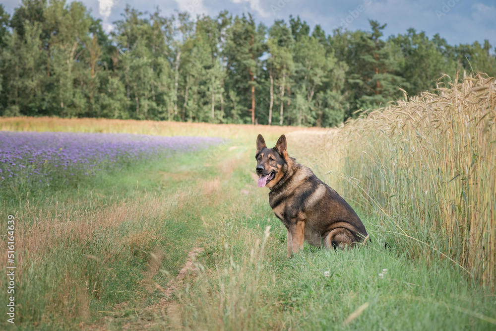 A beautiful thoroughbred East European Shepherd dog for a walk in the field. A beautiful thoroughbred East European Shepherd dog for a walk in the field.