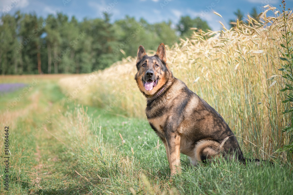 A beautiful thoroughbred East European Shepherd dog for a walk in the field.
