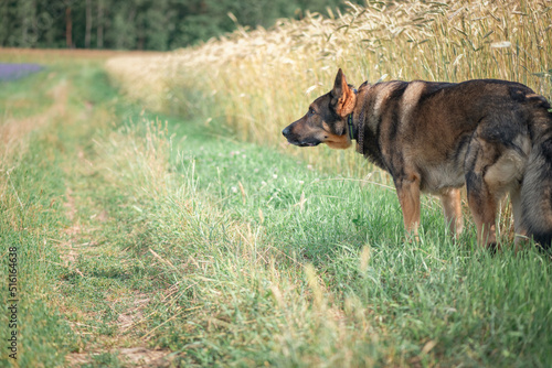 A beautiful thoroughbred East European Shepherd dog for a walk in the field. © shymar27