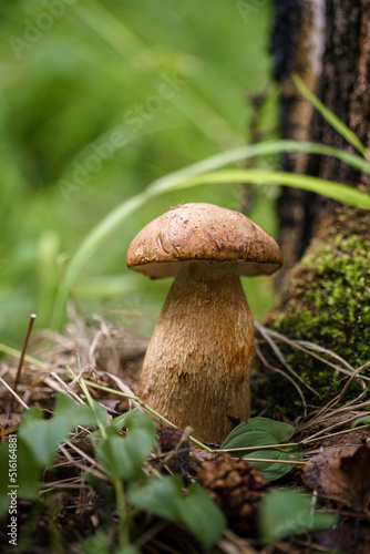 Fresh edible mushroom in coniferous forest. Young porcini mushroom in woods