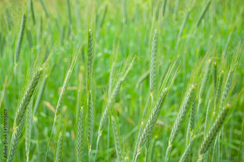 Fresh and charming green wheat field. Close up image