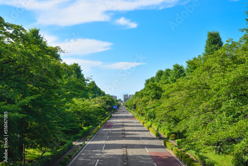 並木と道路