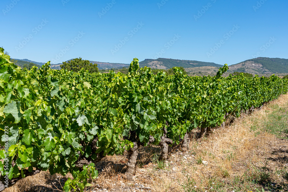 vignoble de la Drôme