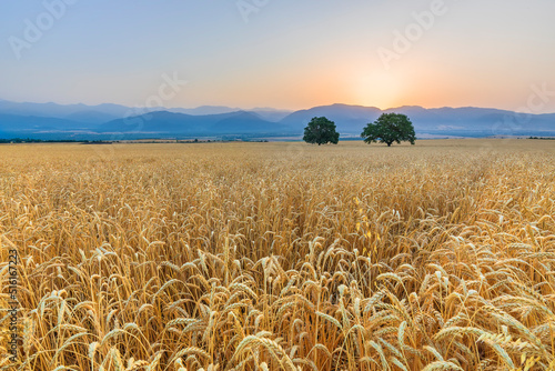 Sunrise over wheat field in...